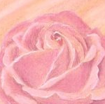 Pastel Rose