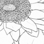 Sunflower Sketch